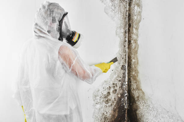 Best Mold Remediation for Specific Building Types in Lake Hamilton, FL